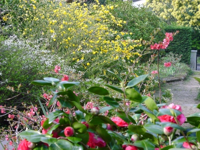 I baggrunden ses mimosa i blomst - februar