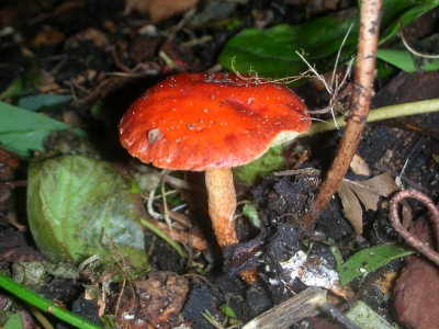 Mon nogen kender navnet på denne svamp jeg for nylig fandt i haven ?